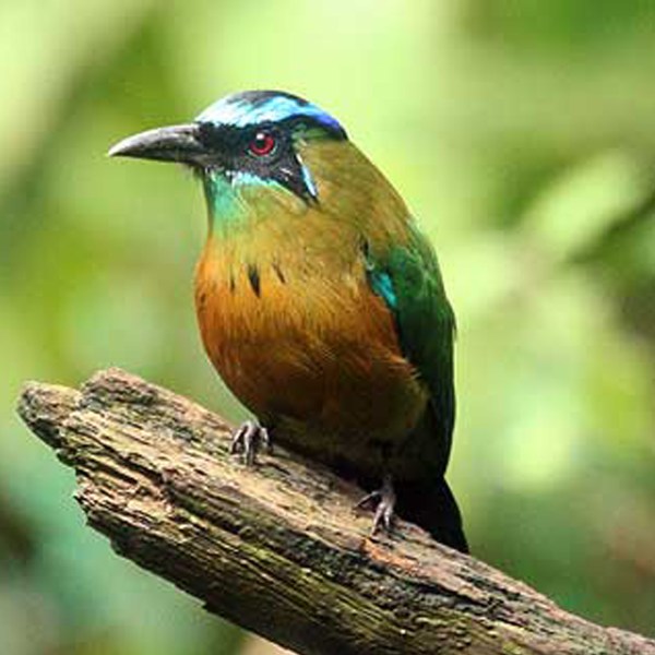 manu national park, machu picchu eco tours
