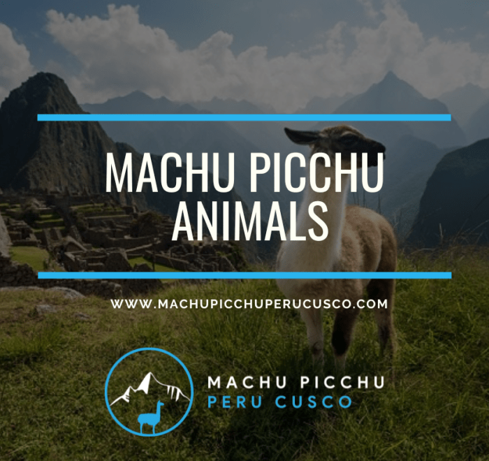 Machu Picchu Animals